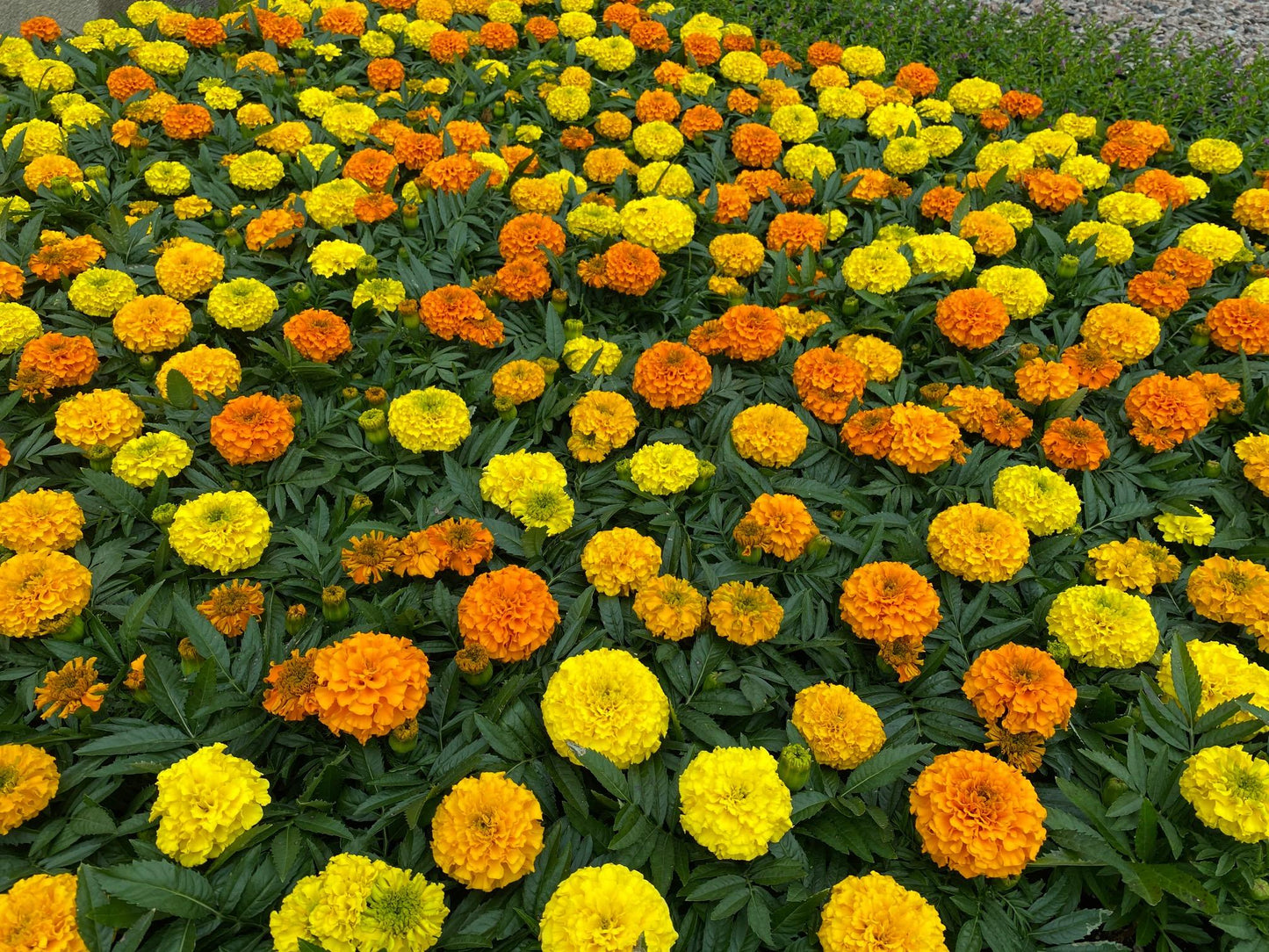 Marigold Taishan Mix - View 3 from www redcrocus com