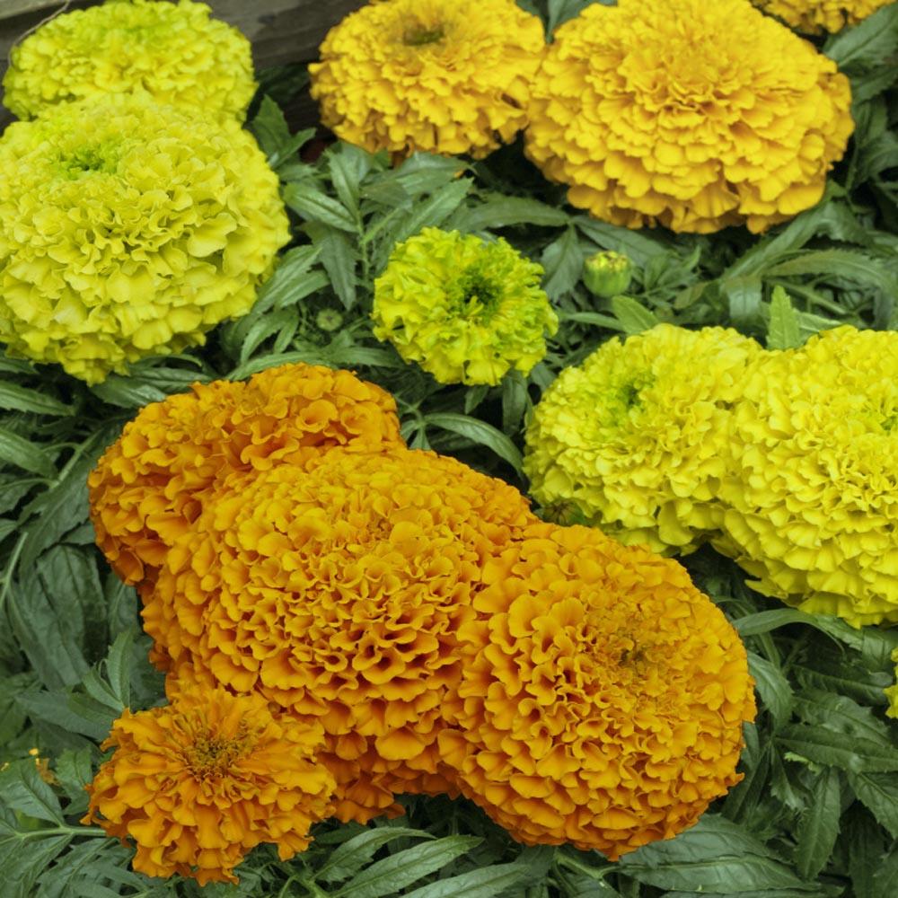 Marigold Taishan Mix - View 4 from www redcrocus com