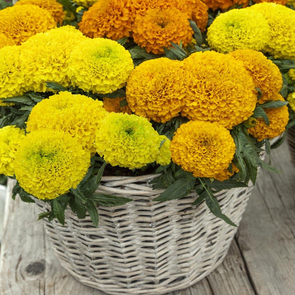 Marigold Taishan Mix - View 5 from www redcrocus com
