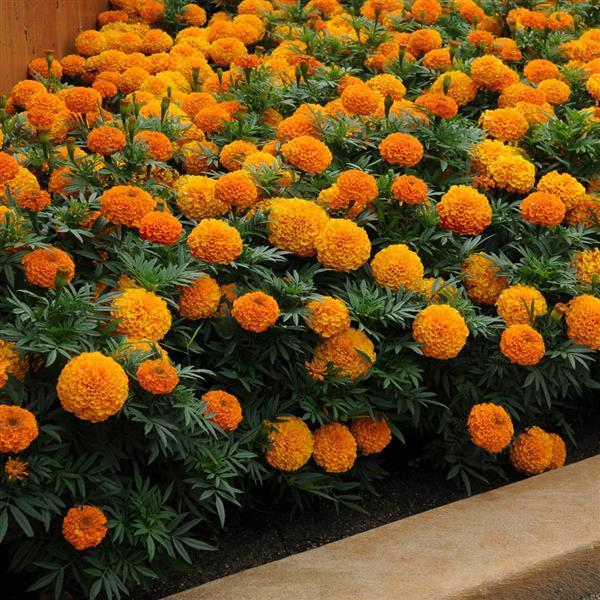 Marigold Taishan Mix - View 6 from www redcrocus com