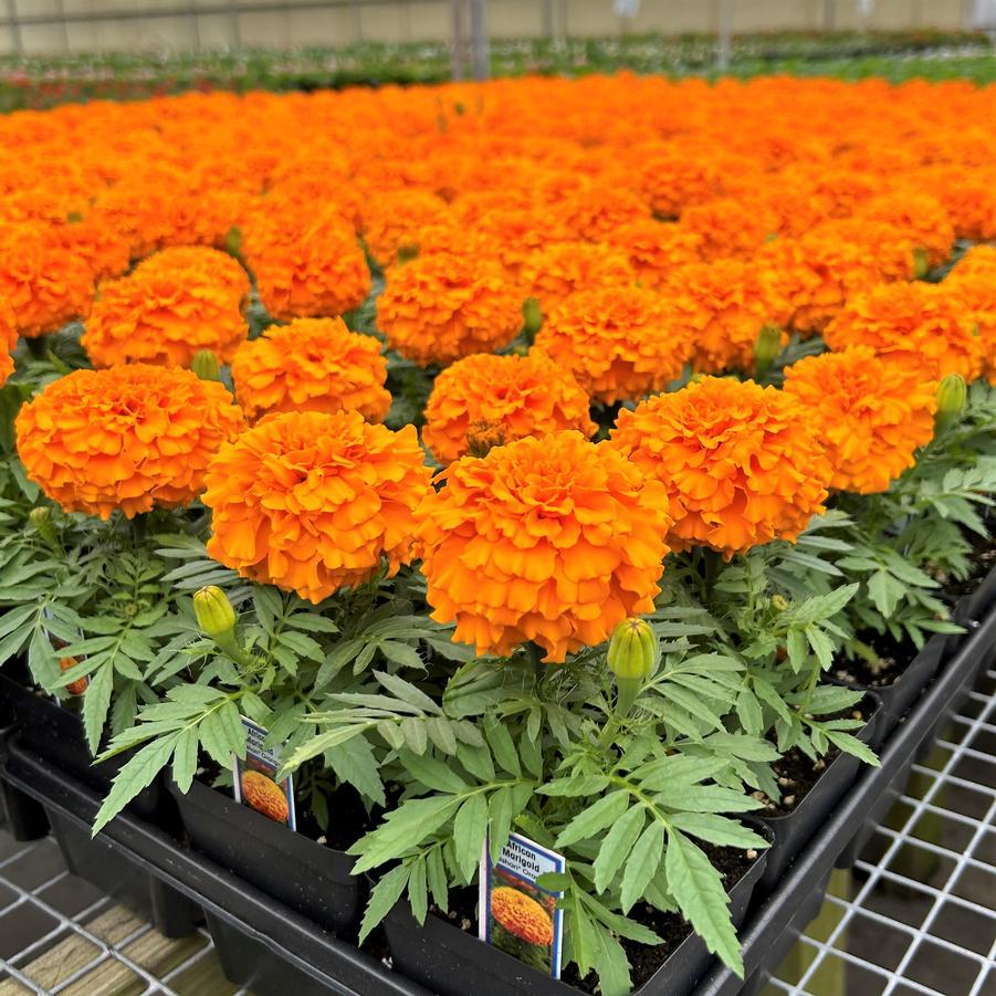 Marigold Taishan Mix - View 7 from www redcrocus com