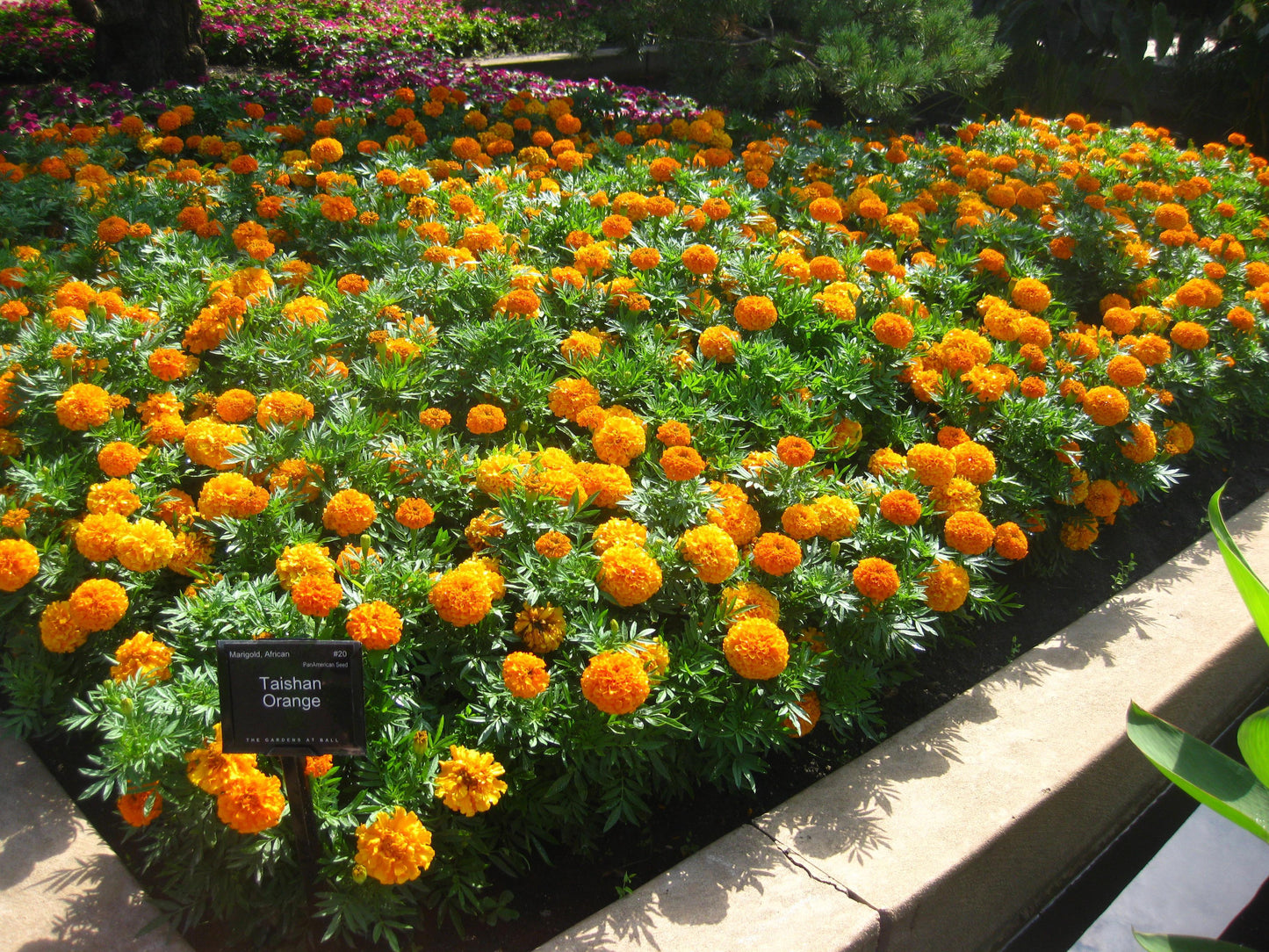 Marigold Taishan Mix - View 8 from www redcrocus com