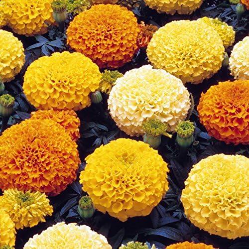 Marigold Taishan Mix - View 9 from www redcrocus com