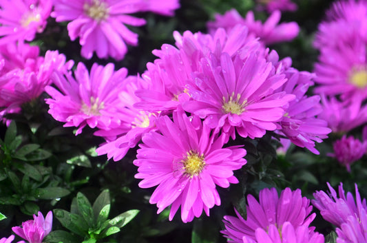 Aster Novi Belgii Magic Pink - View 1 from www redcrocus com