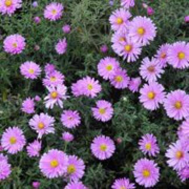 Aster Novi Belgii Magic Pink - View 9 from www redcrocus com