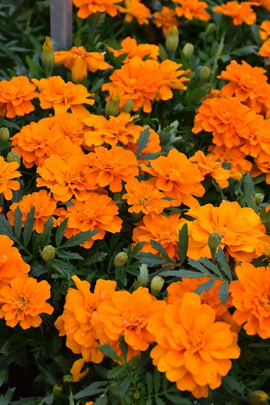 Marigold Durango Tangerine - View 10 from www redcrocus com