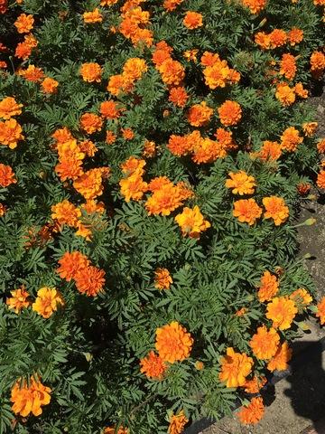 Marigold Durango Tangerine - View 16 from www redcrocus com