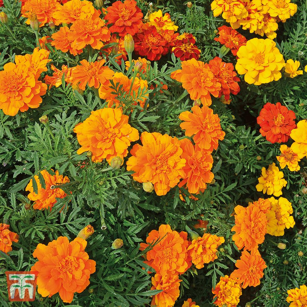 Marigold Durango Tangerine - View 3 from www redcrocus com