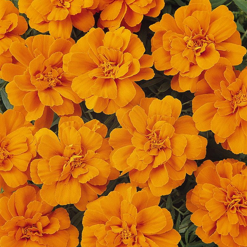 Marigold Durango Tangerine - View 4 from www redcrocus com