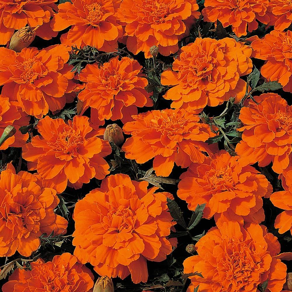 Marigold Durango Tangerine - View 5 from www redcrocus com