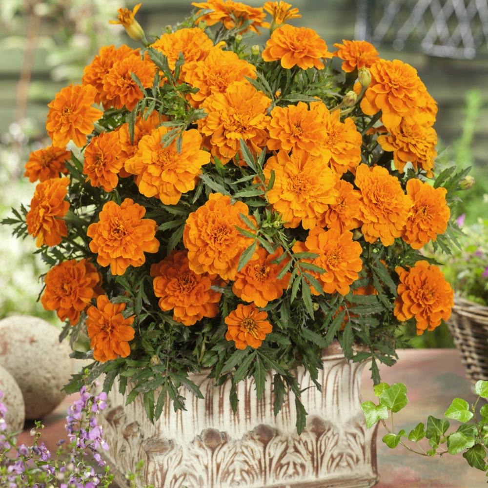 Marigold Durango Tangerine - View 8 from www redcrocus com