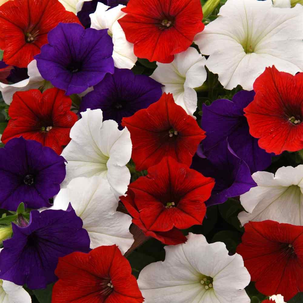 Petunia E3 Easy Wave Flag Mix - View 10 from www redcrocus com