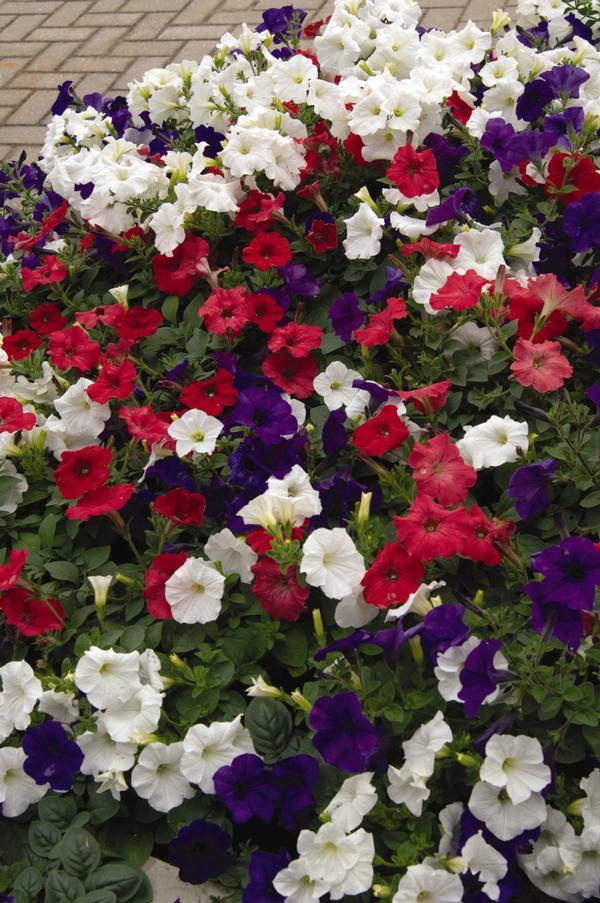 Petunia E3 Easy Wave Flag Mix - View 11 from www redcrocus com