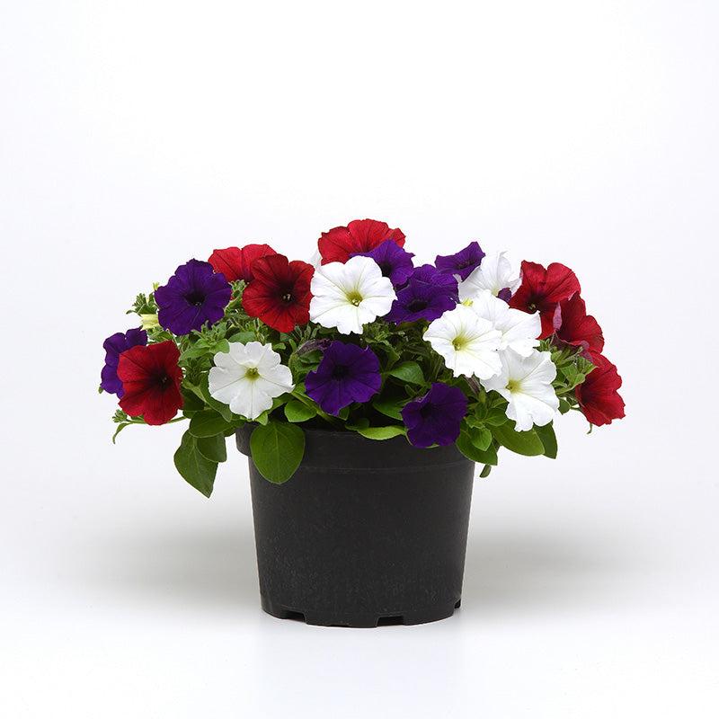Petunia E3 Easy Wave Flag Mix - View 14 from www redcrocus com