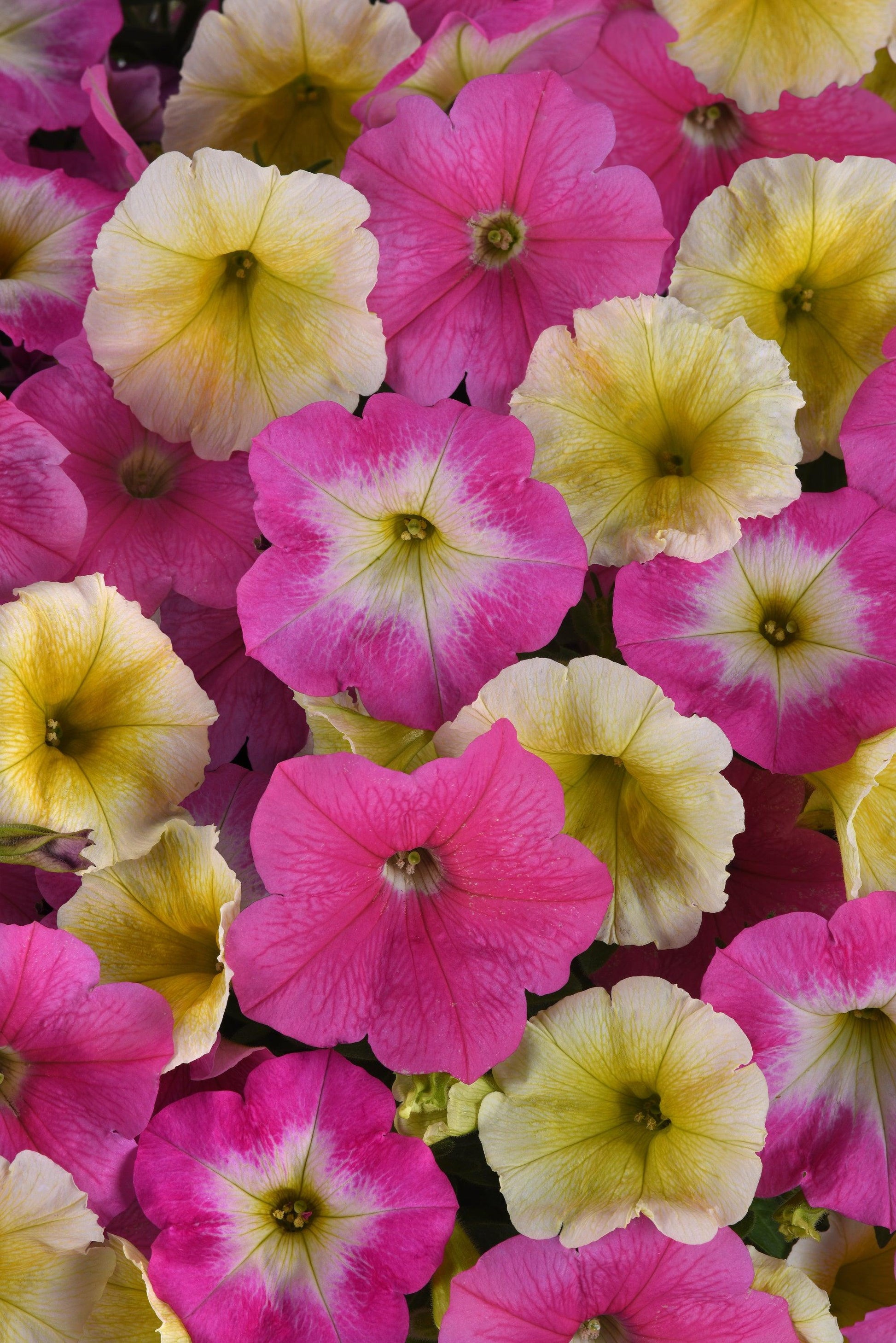 Petunia E3 Easy Wave Flag Mix - View 15 from www redcrocus com