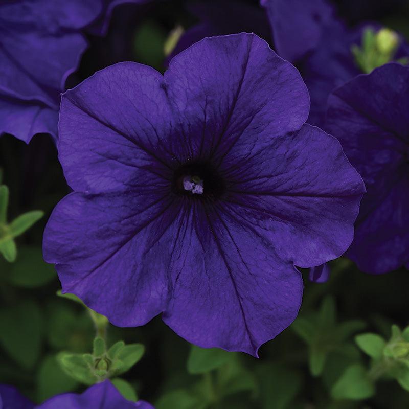 Petunia E3 Easy Wave Flag Mix - View 17 from www redcrocus com