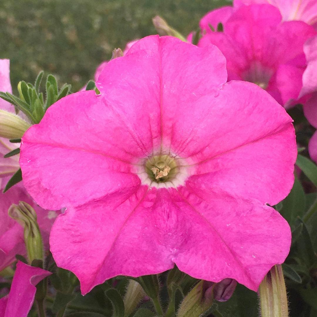 Petunia E3 Easy Wave Flag Mix - View 18 from www redcrocus com