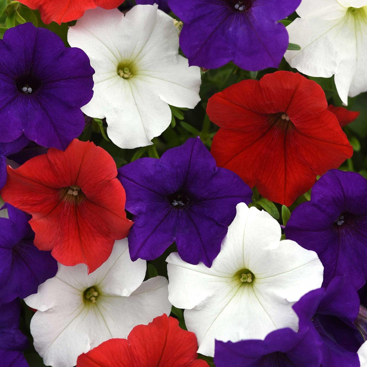Petunia E3 Easy Wave Flag Mix - View 1 from www redcrocus com