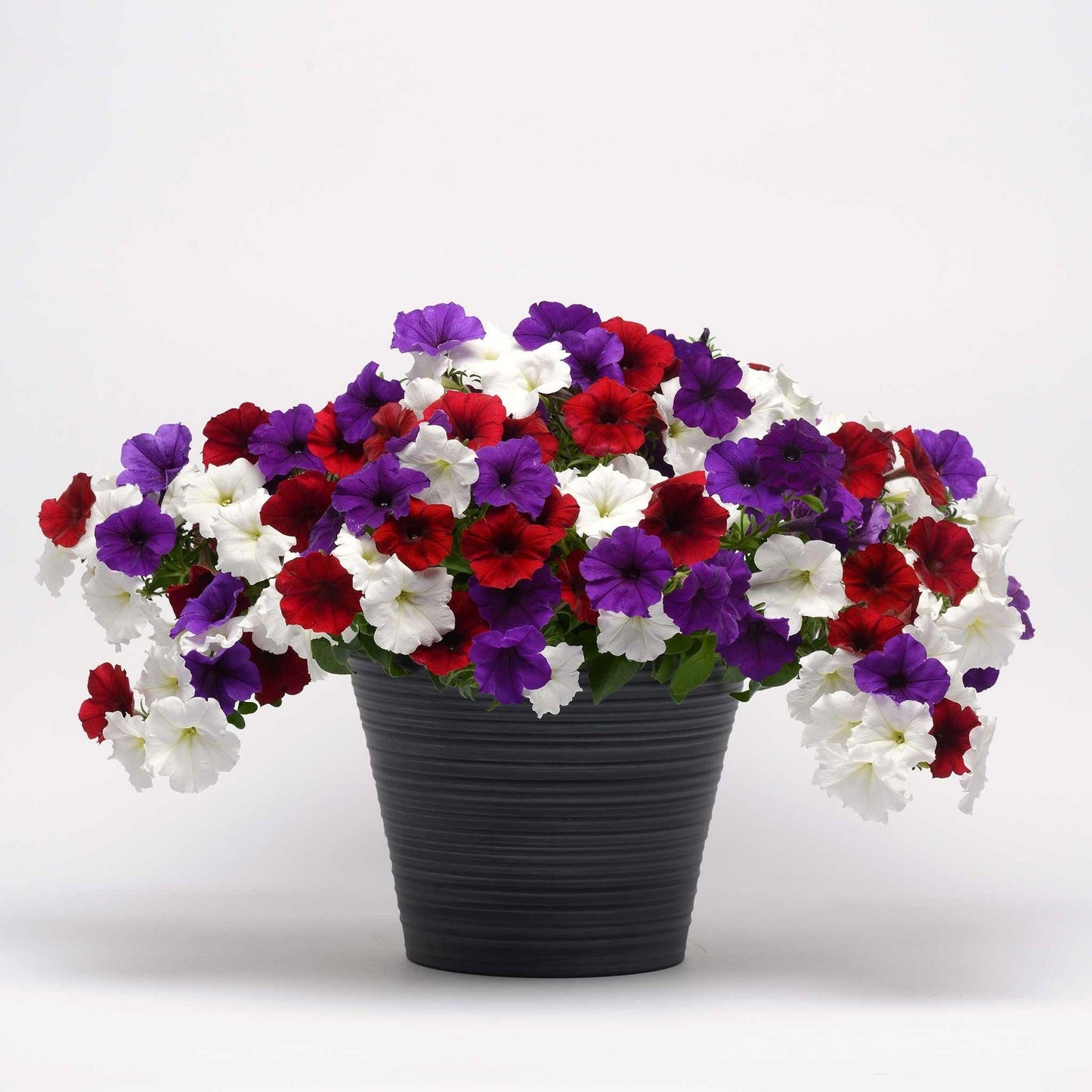 Petunia E3 Easy Wave Flag Mix - View 2 from www redcrocus com