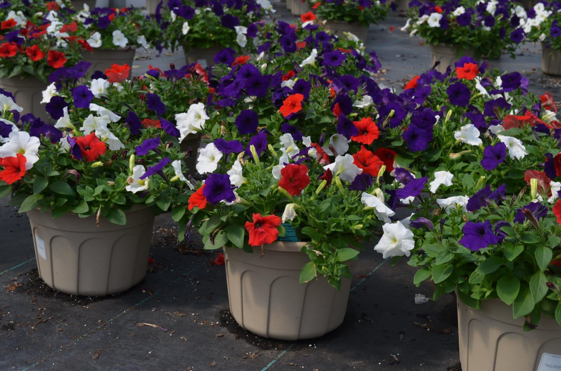 Petunia E3 Easy Wave Flag Mix - View 4 from www redcrocus com