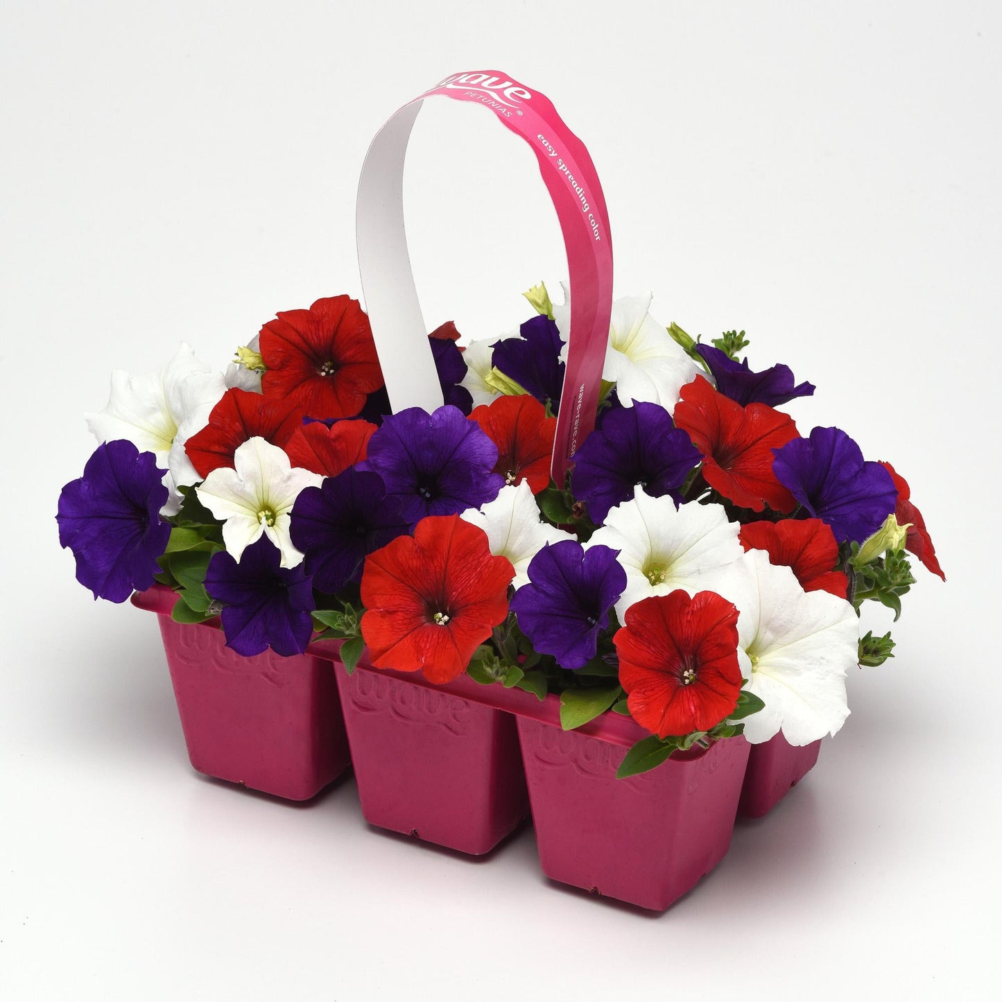Petunia E3 Easy Wave Flag Mix - View 5 from www redcrocus com