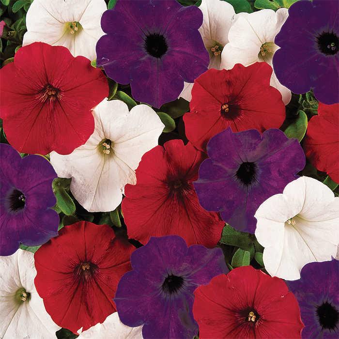 Petunia E3 Easy Wave Flag Mix - View 7 from www redcrocus com