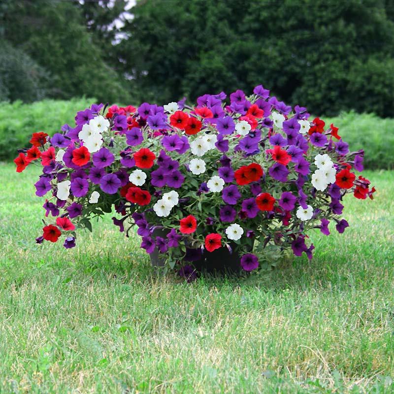 Petunia E3 Easy Wave Flag Mix - View 8 from www redcrocus com