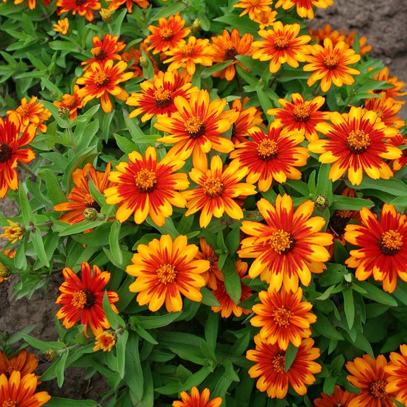 Zinnia Zahara Sunburst - View 11 from www redcrocus com