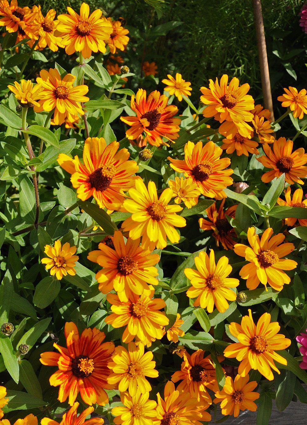 Zinnia Zahara Sunburst - View 13 from www redcrocus com