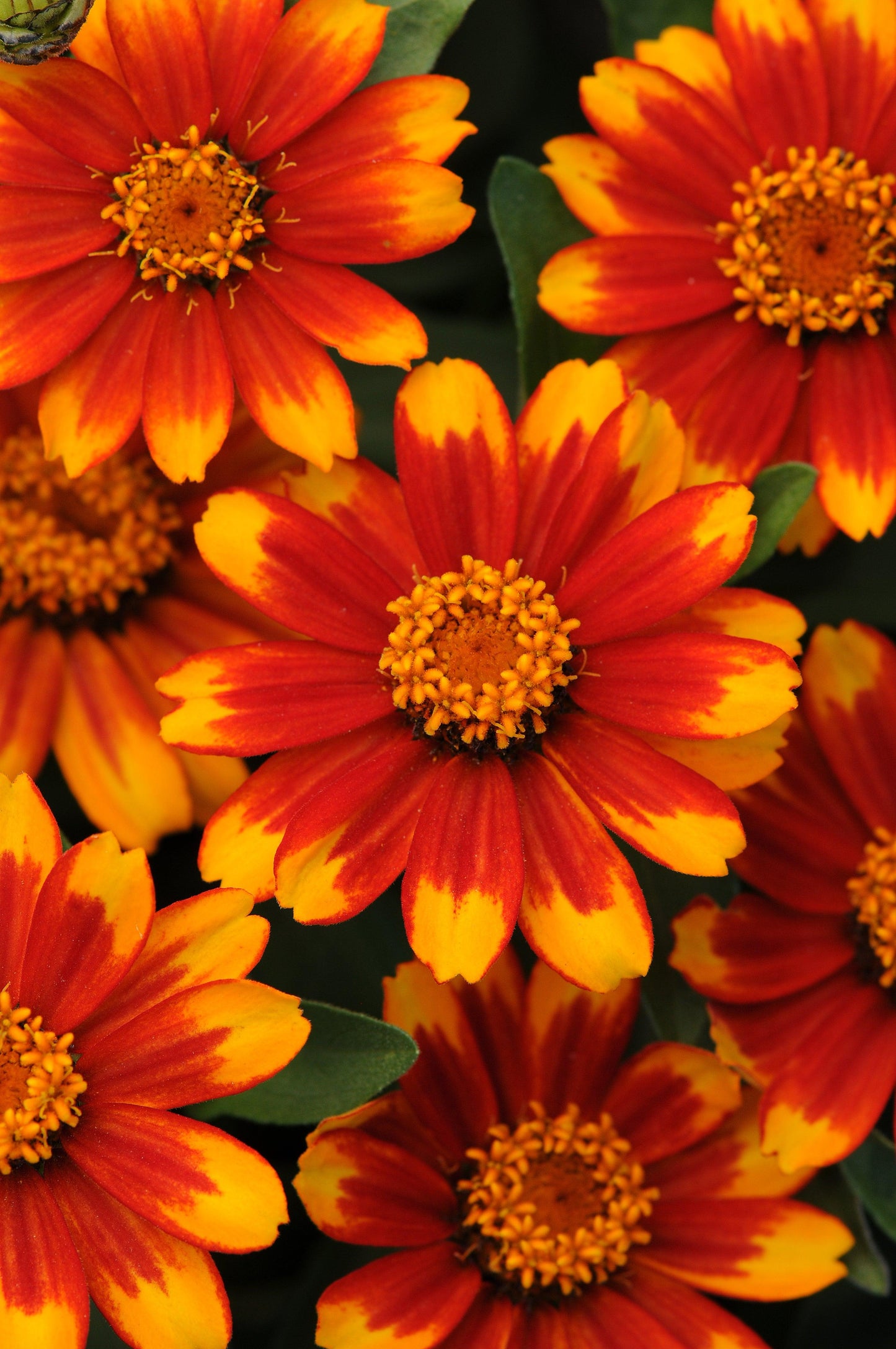 Zinnia Zahara Sunburst - View 15 from www redcrocus com