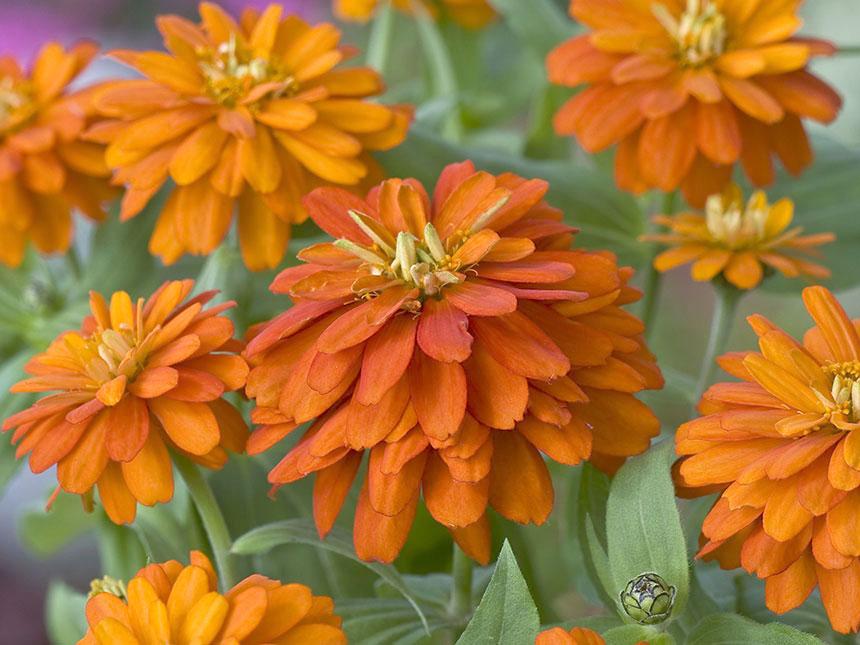 Zinnia Zahara Sunburst - View 16 from www redcrocus com