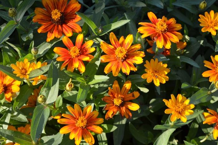 Zinnia Zahara Sunburst - View 17 from www redcrocus com