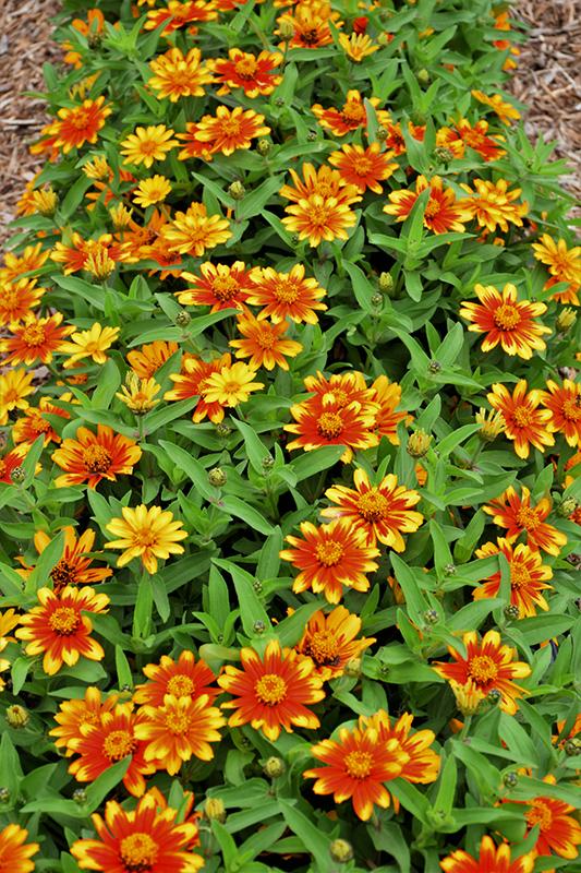 Zinnia Zahara Sunburst - View 1 from www redcrocus com