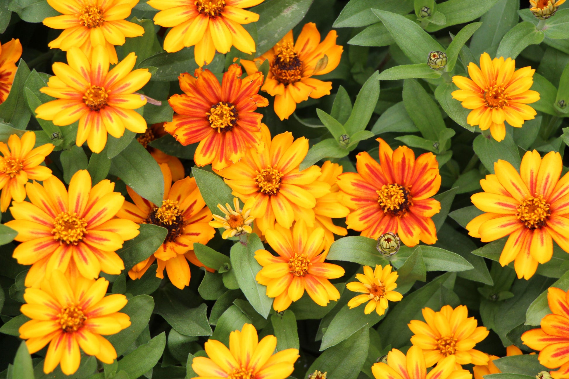 Zinnia Zahara Sunburst - View 2 from www redcrocus com
