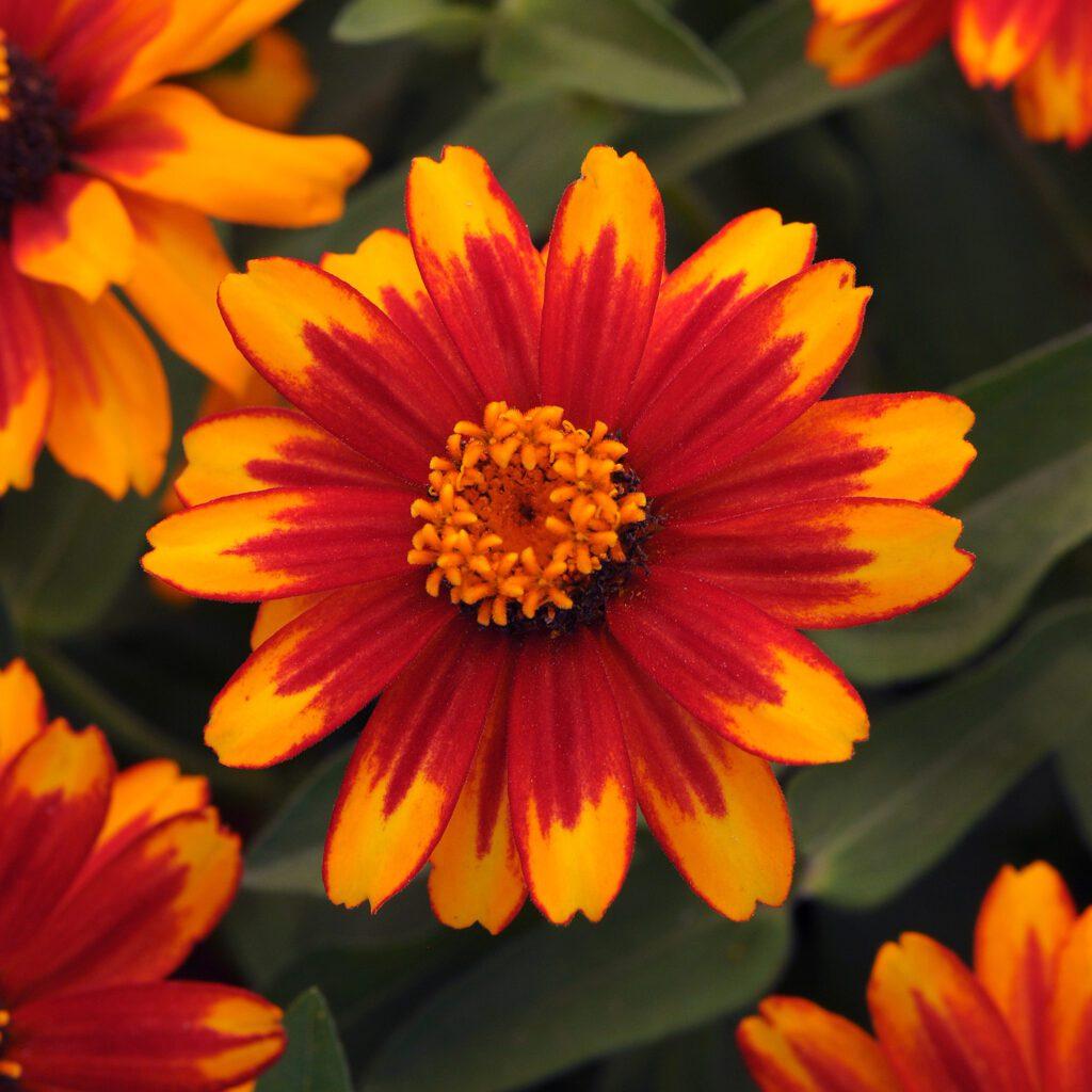 Zinnia Zahara Sunburst - View 3 from www redcrocus com