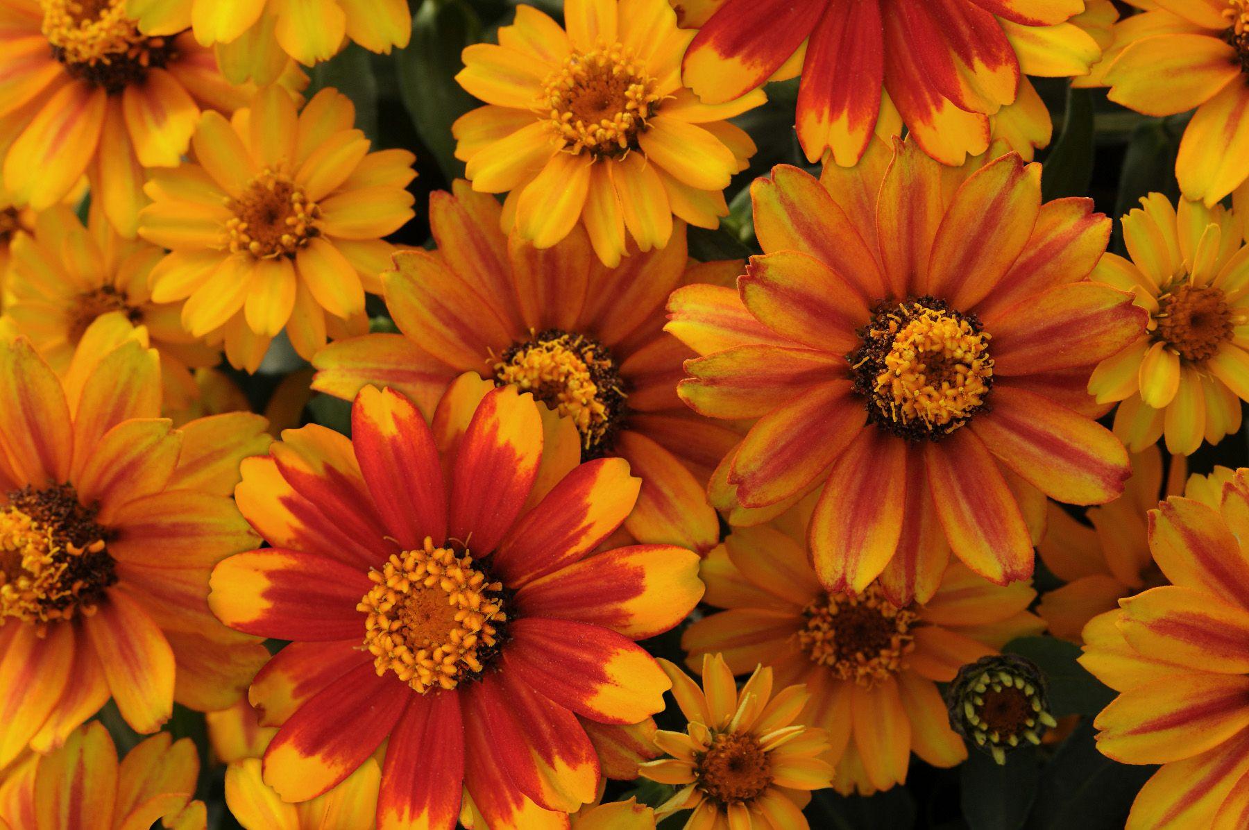 Zinnia Zahara Sunburst - View 4 from www redcrocus com