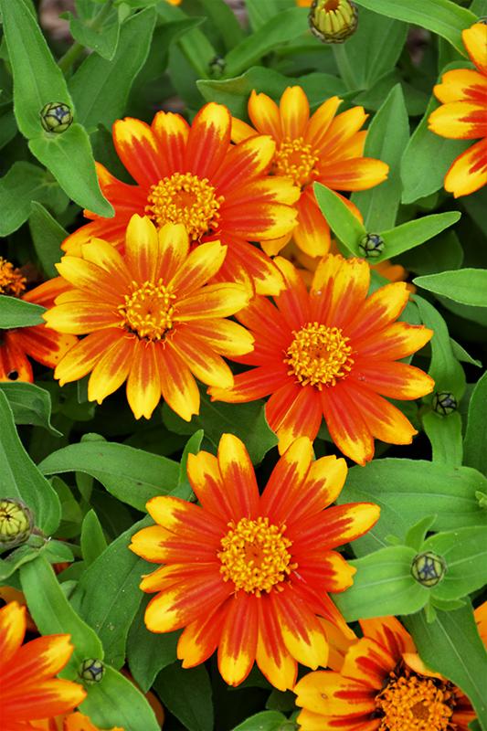 Zinnia Zahara Sunburst - View 5 from www redcrocus com