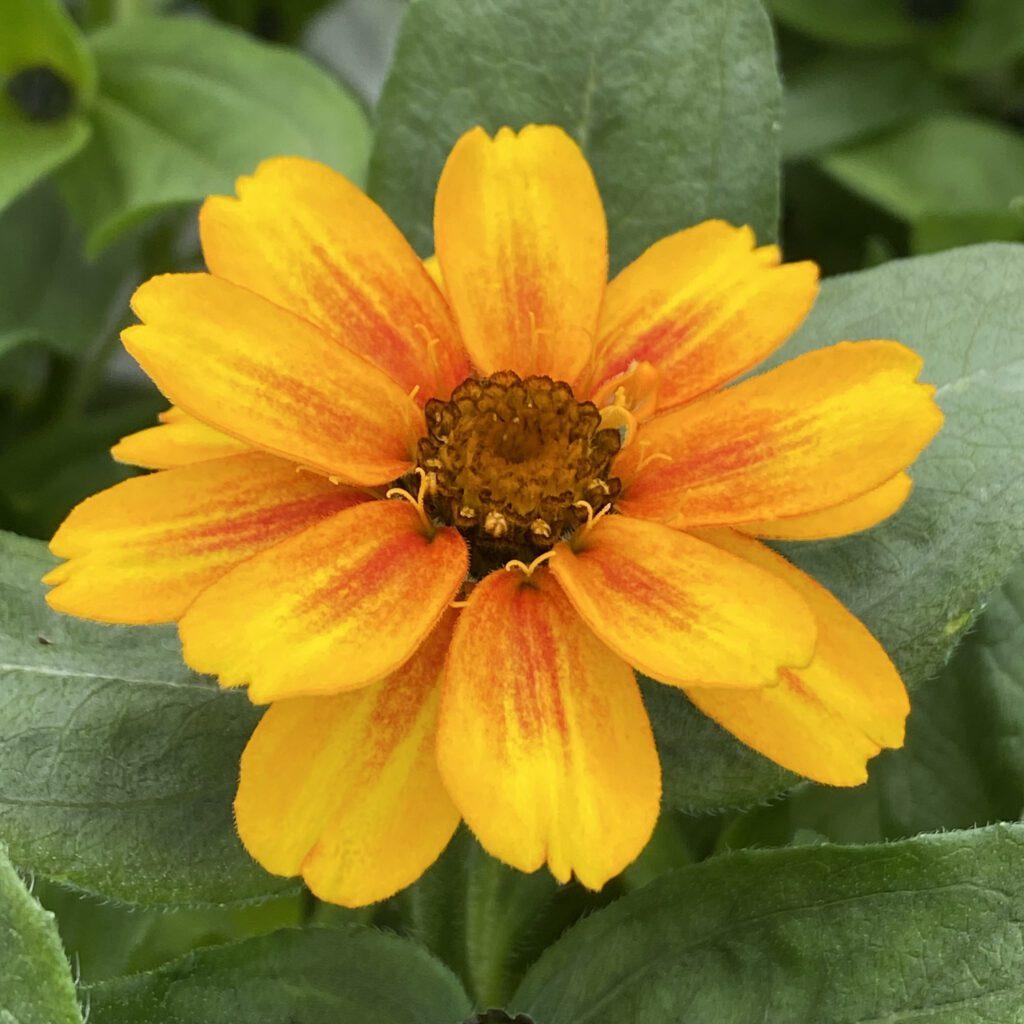 Zinnia Zahara Sunburst - View 6 from www redcrocus com