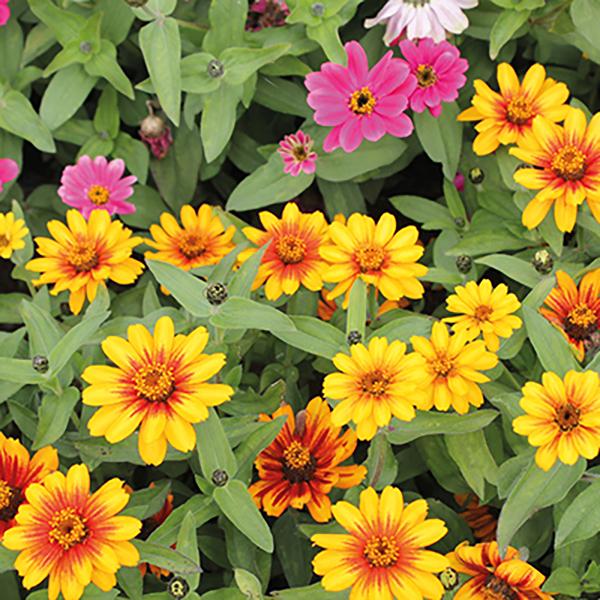 Zinnia Zahara Sunburst - View 8 from www redcrocus com