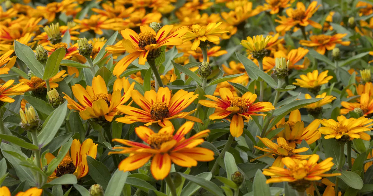 Zinnia Zahara Sunburst - View 9 from www redcrocus com