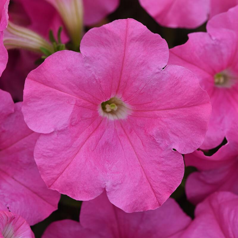 Petunia E3 Easy Wave Blue And Pink - View 10 from www redcrocus com