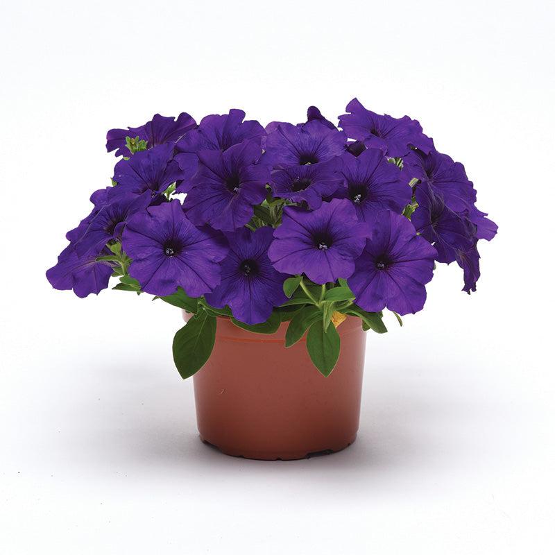 Petunia E3 Easy Wave Blue And Pink - View 12 from www redcrocus com
