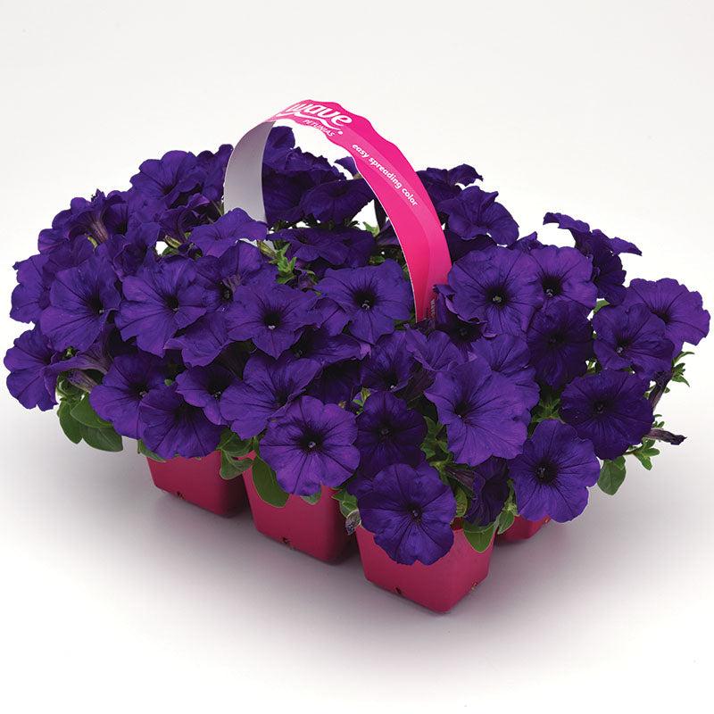 Petunia E3 Easy Wave Blue And Pink - View 15 from www redcrocus com