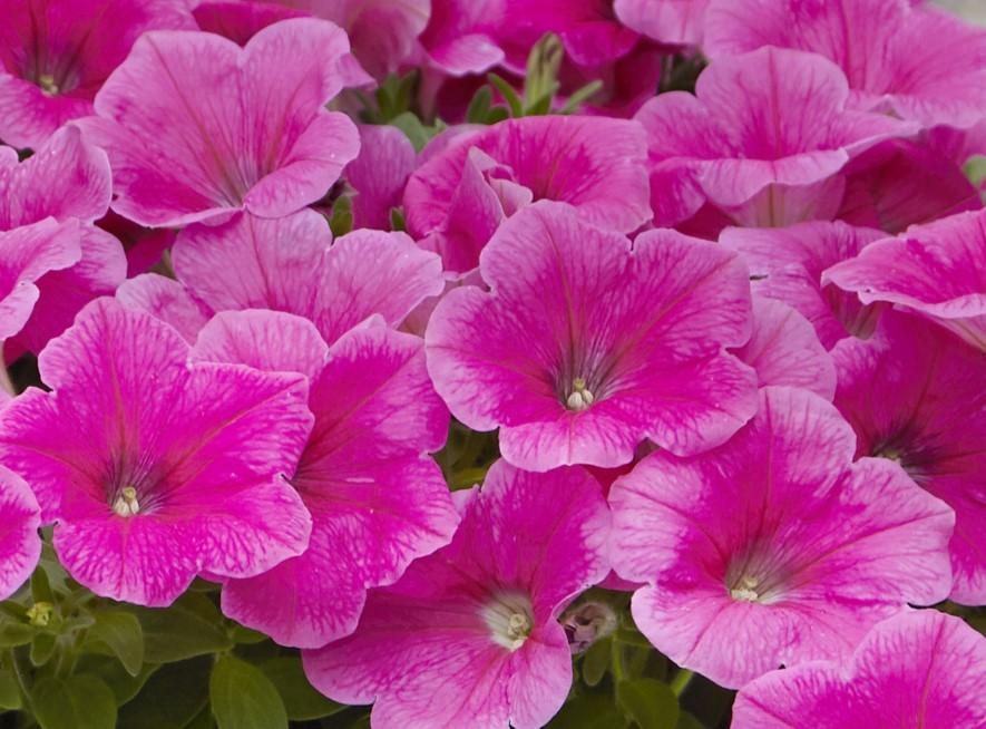 Petunia E3 Easy Wave Blue And Pink - View 17 from www redcrocus com