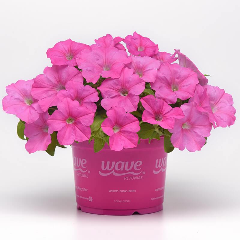 Petunia E3 Easy Wave Blue And Pink - View 18 from www redcrocus com