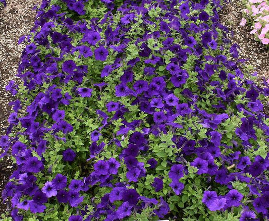 Petunia E3 Easy Wave Blue And Pink - View 1 from www redcrocus com