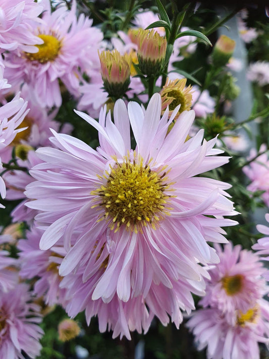 Aster Novi Belgii Puff - View 11 from www redcrocus com