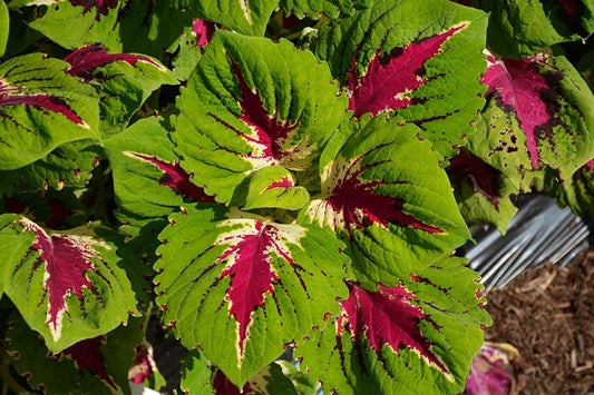 Coleus Kong Jr  Rose - View 10 from www redcrocus com