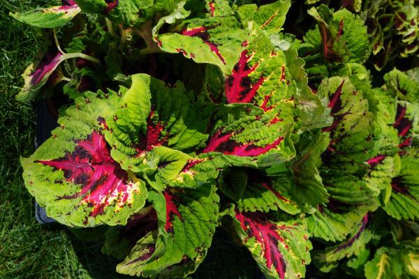 Coleus Kong Jr  Rose - View 12 from www redcrocus com