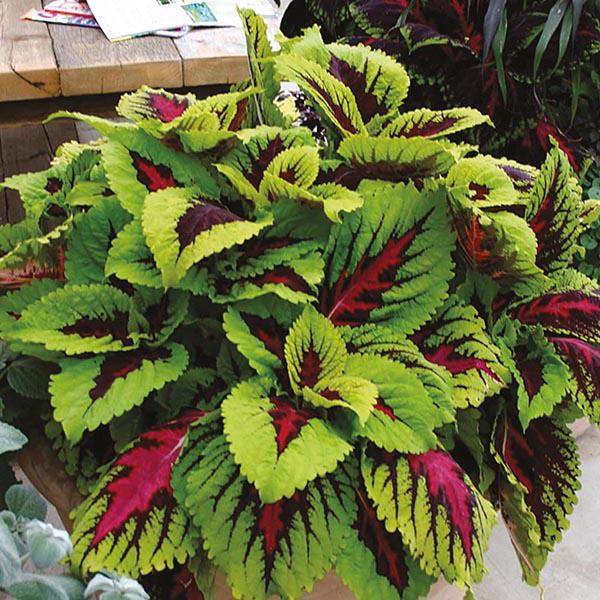 Coleus Kong Jr  Rose - View 13 from www redcrocus com